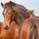 Image for article titled Woman Gets Poem From Her Ex's New Girlfriend, Sends Him Pile of Horse Shit